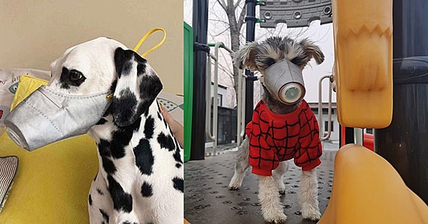 Dogs-with-Mask